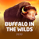 Buffalo in the Wilds